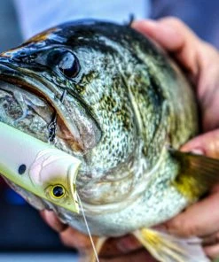 6th Sense Fishing SplashBack Popper - Spanish Bone