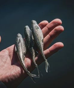 6th Sense Fishing Flush 5.2 - Threadfin Shad