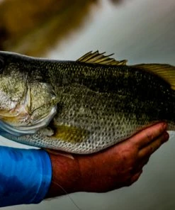 6th Sense Fishing Provoke 106X - Live Shiner