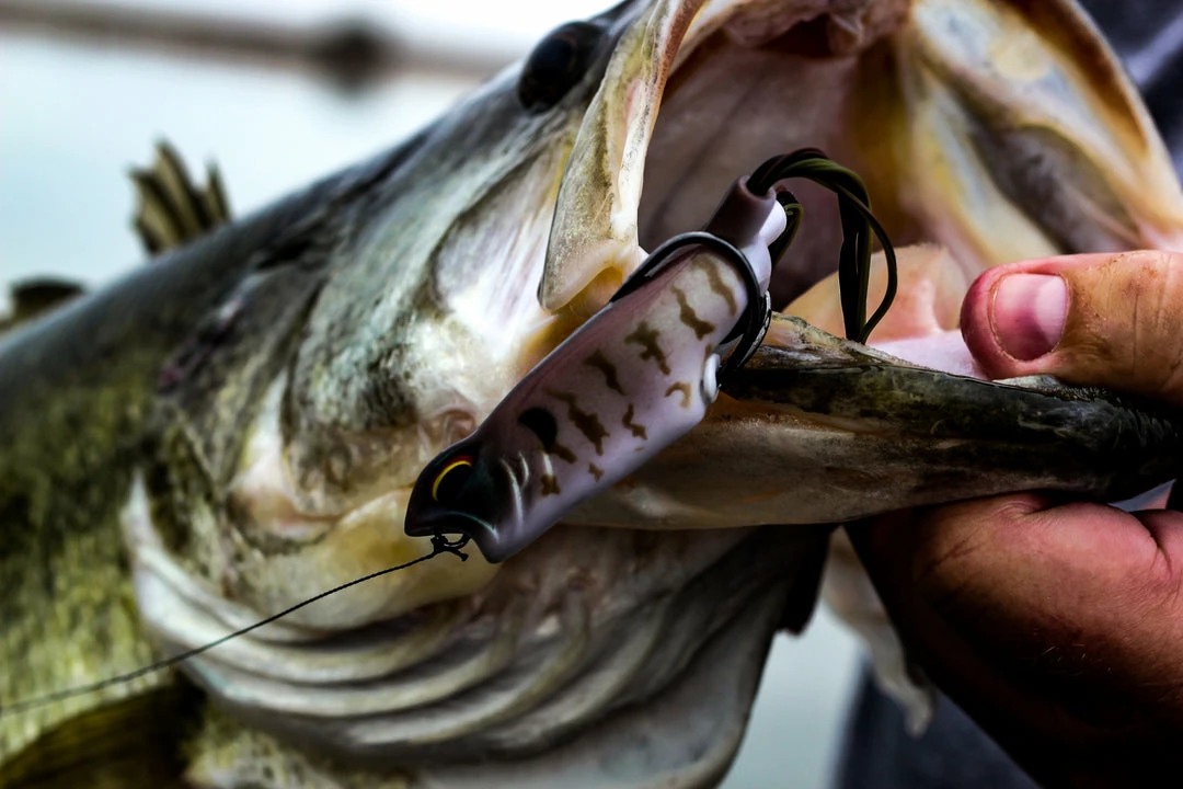 6th Sense Fishing Vega Frog - GOAT 5 6th Sense Fishing Vega Frog - GOAT