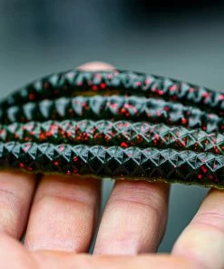 6th Sense Fishing CLOUT 5.4 - Darkmelon Red 11 6th Sense Fishing CLOUT 5.4 - Darkmelon Red