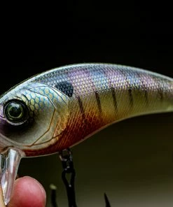 6th Sense Fishing Deals Movement 80WK - Bluegill Spawn