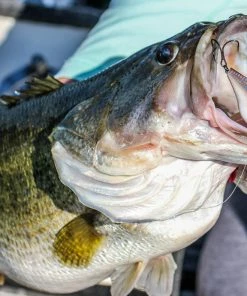 6th Sense Fishing Quake 80 Suspending - 4K Gizzard