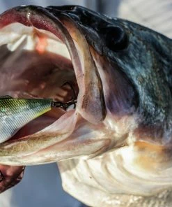 6th Sense Fishing Quake - American Shad Deals