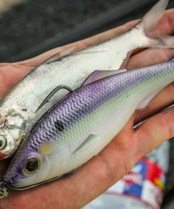 6th Sense Fishing Sweep - Wild Shad