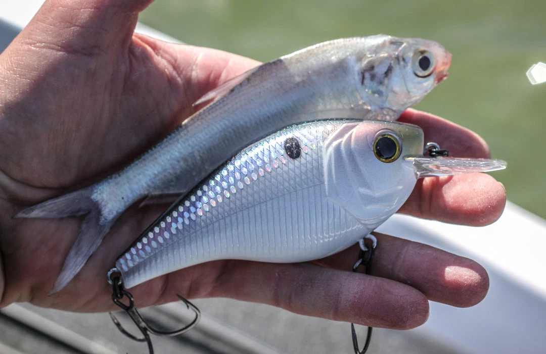 6th Sense Fishing Deals Magnum SB - Shad Scales 4 6th Sense Fishing Deals Magnum SB - Shad Scales