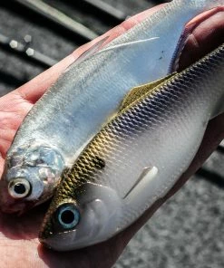 6th Sense Fishing Sweep - 4K Shad