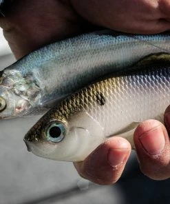 6th Sense Fishing Sweep - 4K Shad