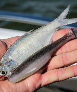 6th Sense Fishing Whale 4.5 Swimbait - Clearwater Rose