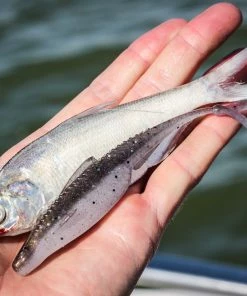 6th Sense Fishing Flush 5.2 - Gizzard Shad