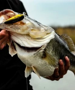 6th Sense Fishing Swank 77X - Gold Reactor