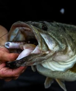 6th Sense Fishing Vega Frog - GOAT 9 6th Sense Fishing Vega Frog - GOAT