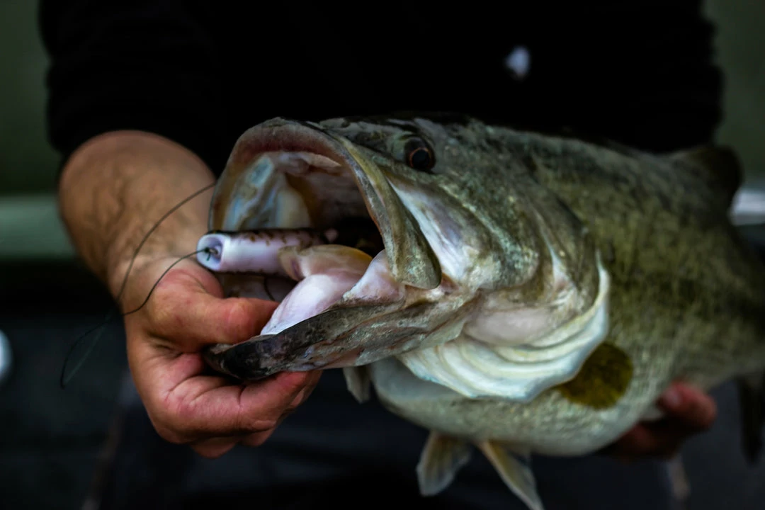 6th Sense Fishing Vega Frog - GOAT 6 6th Sense Fishing Vega Frog - GOAT